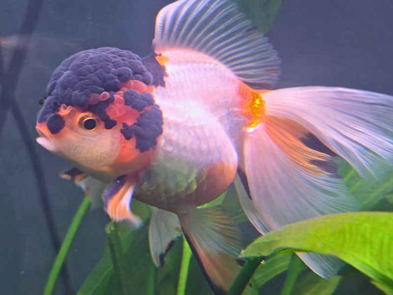 Oranda Goldfish