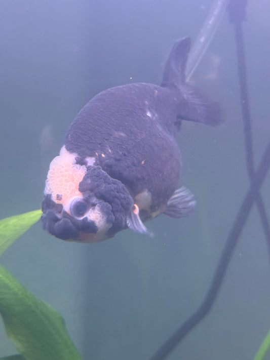 Tri Color Ranchu Goldfish